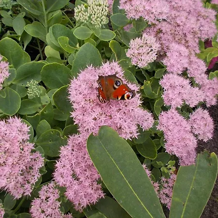 Bed Op De Reth バールレ・ナッサウ