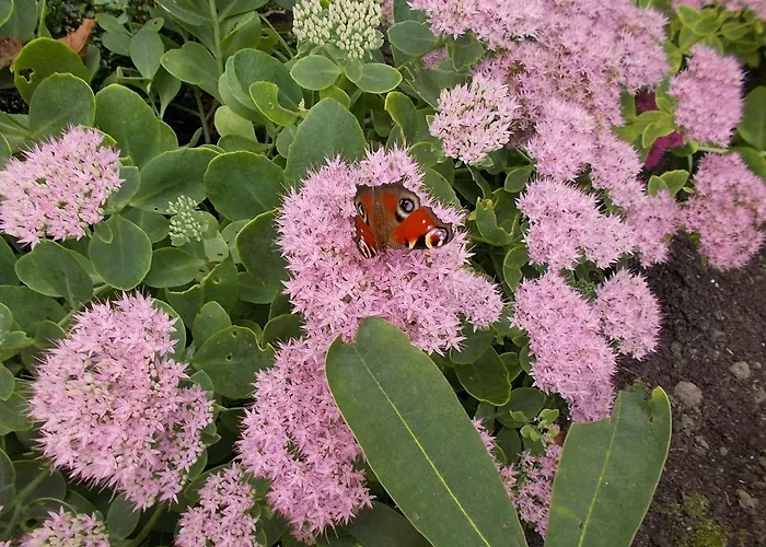 Bed Op De Reth Baarle-Nassau